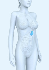 Naklejka premium Spleen of a woman, medically illustration
