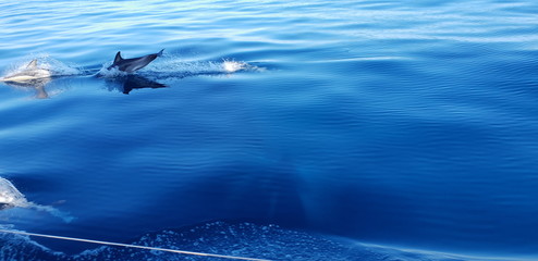 Dolphins in the Algarve, Portugal 