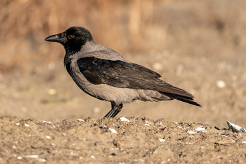 Hooded Crow on Ground