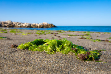 green seaweed on the sand of Cabopino Beach, next to Mediterranean Sea, in Marbella (Malaga, Andalusia, Spain, Europe) © Q