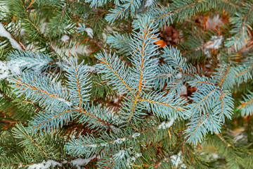 Naklejka na ściany i meble Christmas Background with snow on beautiful green pine tree brunch closeup, selective focus, Copy space.