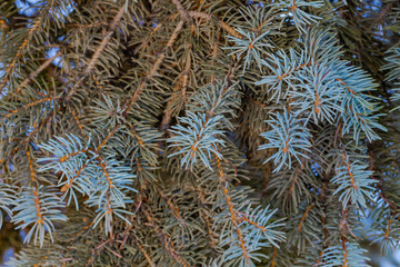 Christmas Background with snow on beautiful green pine tree brunch closeup, selective focus, Copy space.