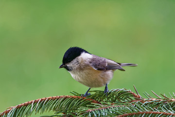 Marsh tit