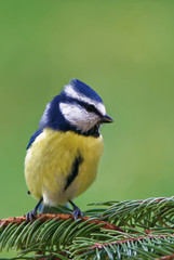 Eurasian blue tit