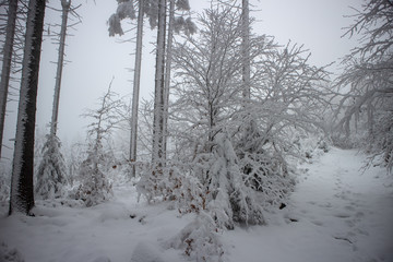 Fototapeta na wymiar verschneiter Wald beim Tanzplan (Sebnitz)