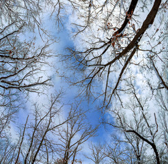 Snow covered pine tree branches on a sunny Winter in forest