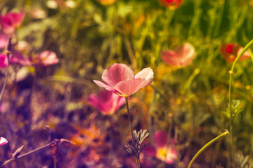 Pink cosmos flowers garden in sunset time