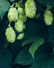 Green fresh hop cones for making beer and bread closeup, agricultural background. hops leaves spoiled by parasites insects.