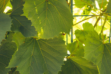 Beautiful vine creeper leaves background, with bokeh. Natural background