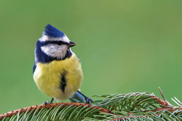 Eurasian blue tit