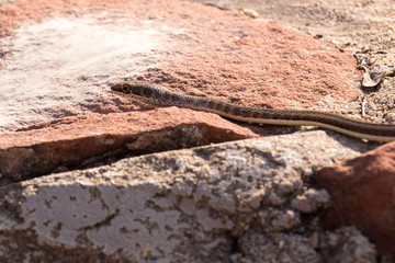 A snake in namibia desert