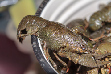 Crayfish in the bowl with herbs.