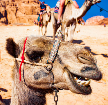 The desert transport is a camel