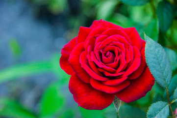 A bright flower is a wonder of nature in a wild forest.