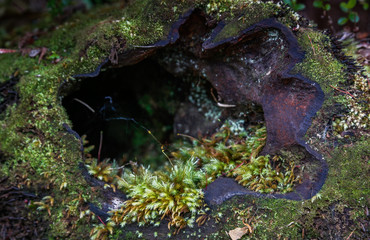 green moss on tree trunk