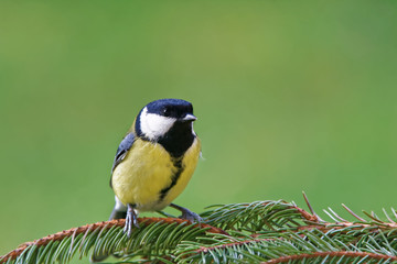 Fototapeta premium Great tit (Parus major)