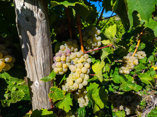 grapes