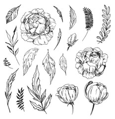 Set of peonies with leaves. Floral elements for design. Vector. Isolated
