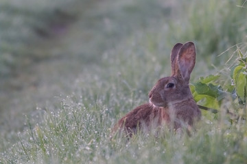 lapin