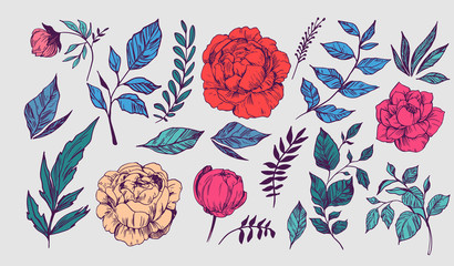 Set of peonies with leaves. Floral elements for design. Vector. Isolated