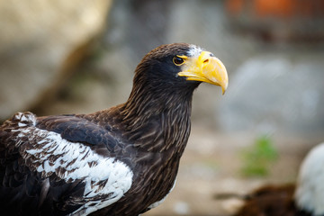 Steller's Sea-Eagle (Haliaeetus pelagicus).