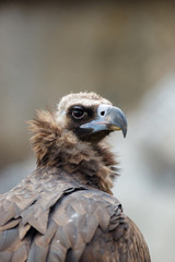  Cinereous Vulture (Aegypius monachus).