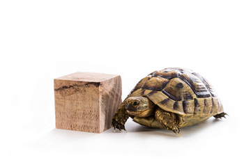 Reptiles living in the house