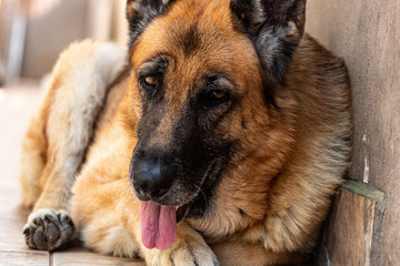 pastor alemao em ingles