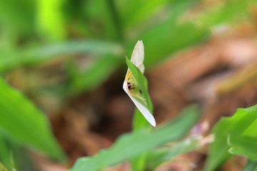 small Butterfly on a leaf