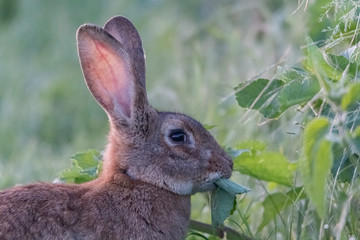 lapin