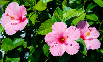 three pink hibiscus flowers on green background