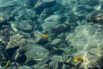 overhead looking into ocean at bright yellow fish