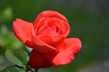 red rose