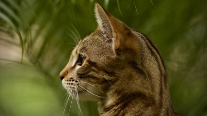 Clear Closeup Portrait of Savannah Cat, a Hybrid of Serval and Domestic 