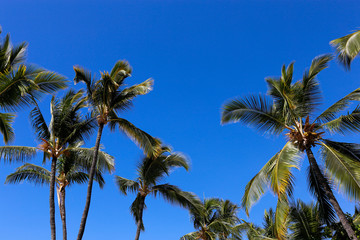 Plakat palm tree against blue sky
