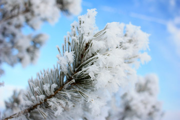 Branch spruce in hoarfrost