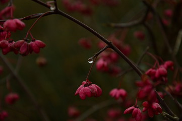 The charm of the holiday in the flowers. Sunny day
