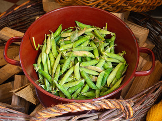 Freshly collected broad beans, runner beans ready for cooking