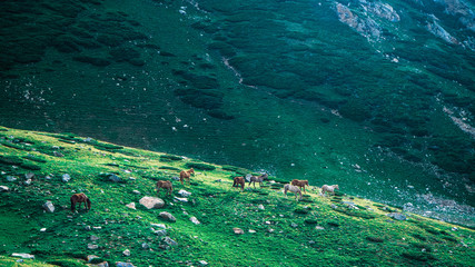Horses with foals in mountains