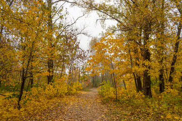 autumn in the city park