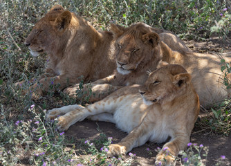 Three lionesses laying under a tree, one young