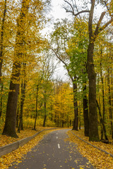 autumn in the city park