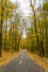 autumn in the city park