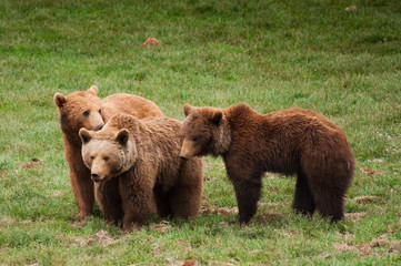Obraz na płótnie Canvas Three brown bears