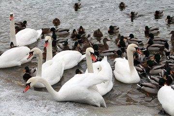 Mass of mallards (Anas platyrhynchos) and Mute swans (Cygnus olor) wintering in city. Krynica Reservoir, Minsk, Belarus © kazakovmaksim