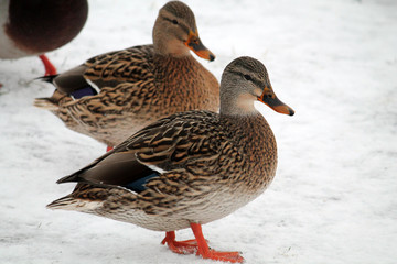 Female mallard (Anas platyrhynchos) in winter. Krynica Reservoir, Minsk, Belarus