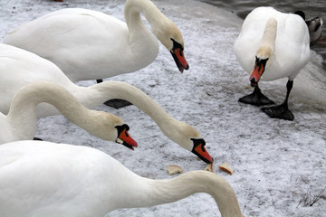 Swans eat loaf. Mute swans (Cygnus olor) wintering in city. Krynica Reservoir, Minsk, Belarus © kazakovmaksim
