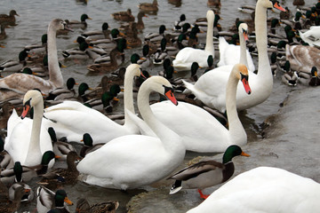 Mass of mallards (Anas platyrhynchos) and Mute swans (Cygnus olor) wintering in city. Krynica Reservoir, Minsk, Belarus © kazakovmaksim
