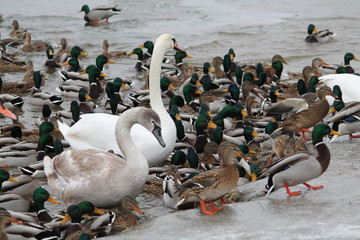 Mass of mallards (Anas platyrhynchos) and Mute swans (Cygnus olor) wintering in city. Krynica Reservoir, Minsk, Belarus © kazakovmaksim