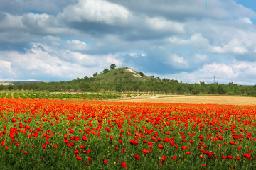 Field of poppies